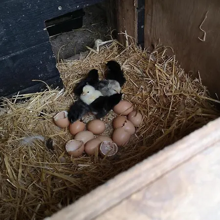 ベッド・アンド・ブレックファスト Safine 3*